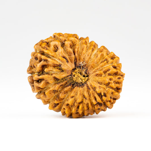 Front view of a grand ASEAN 18 mukhi Rudraksha bead, displayed against a white background