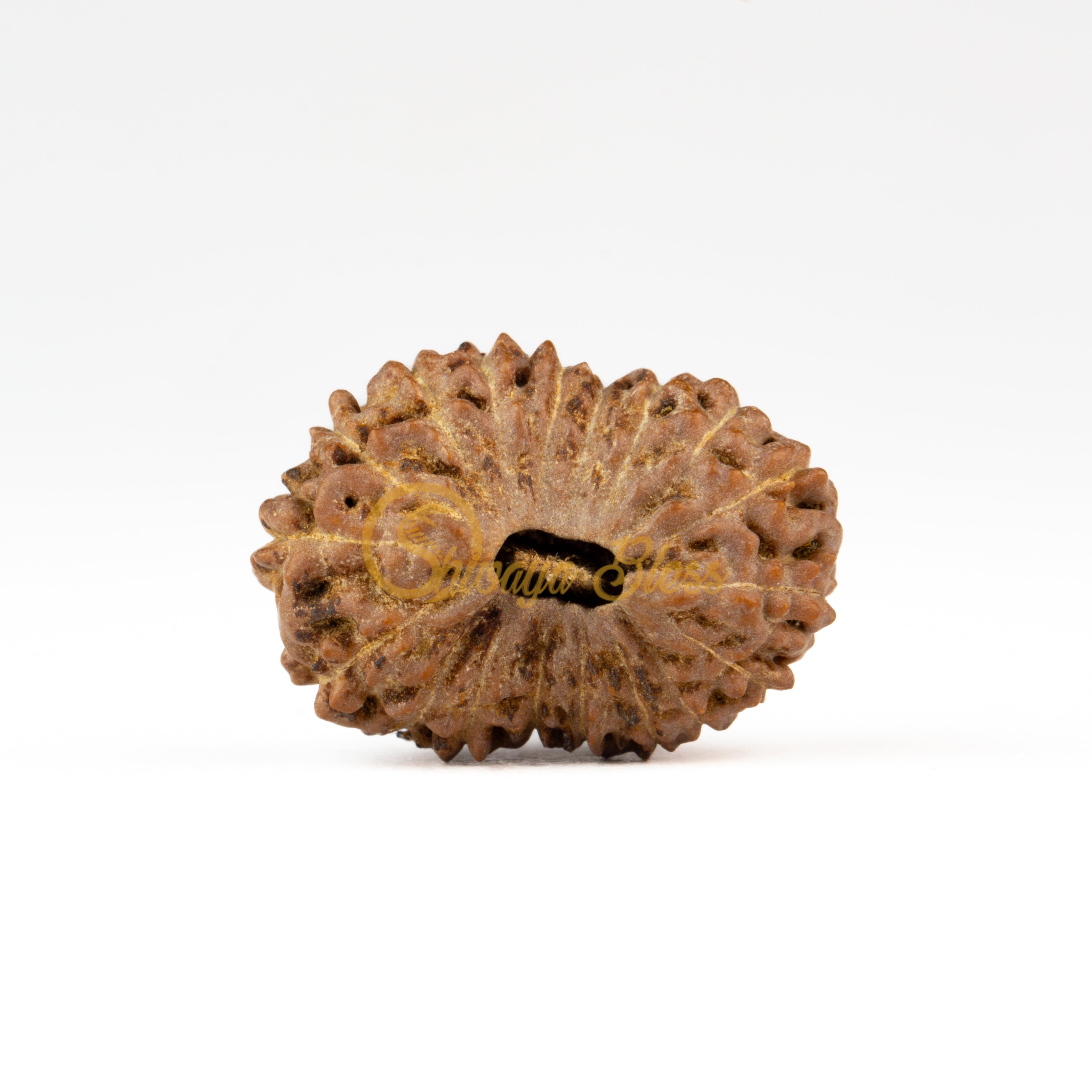 Front view of a regular ASEAN 18 mukhi Rudraksha bead, displayed against a white background