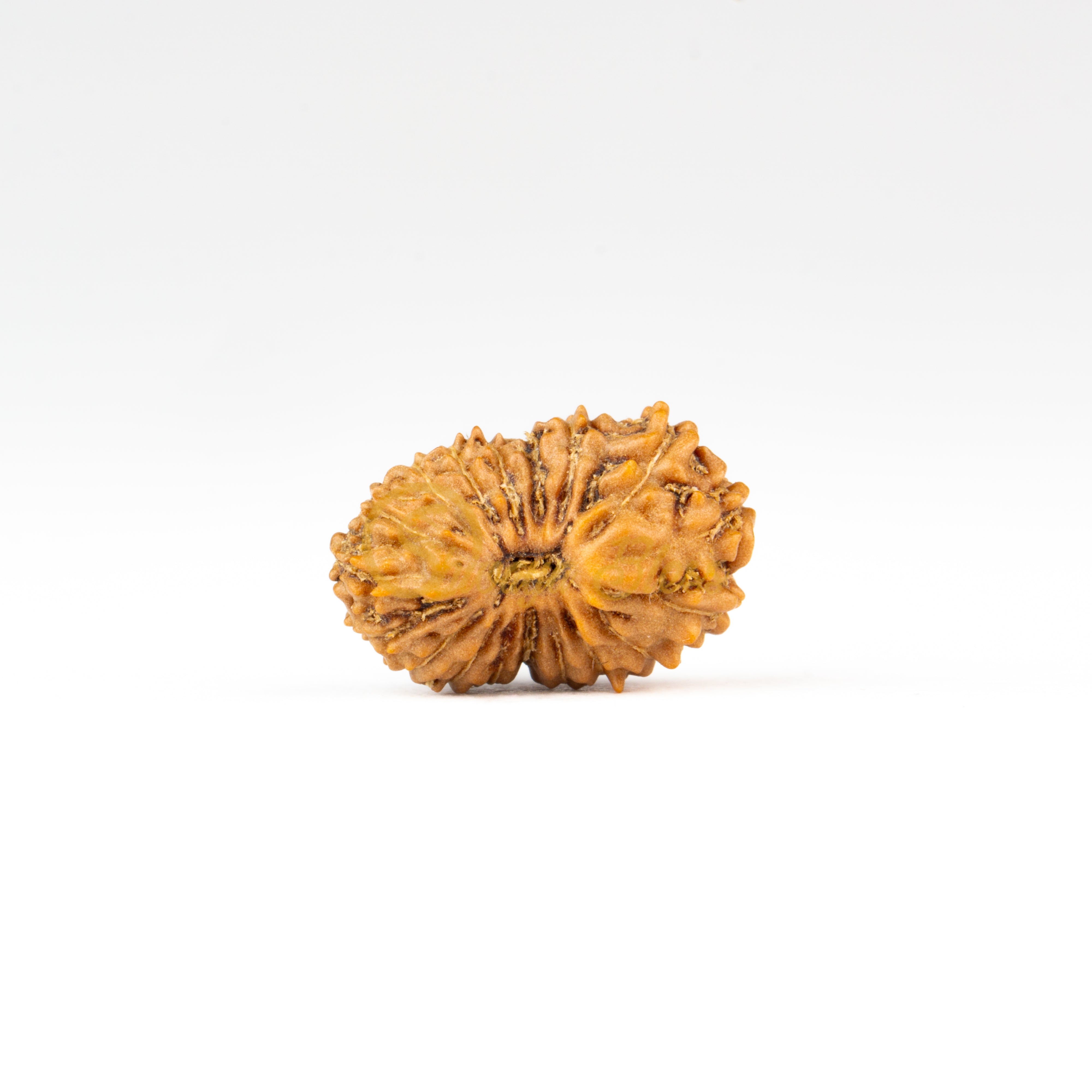 Front view of a small ASEAN 18 mukhi Rudraksha bead, displayed against a white background