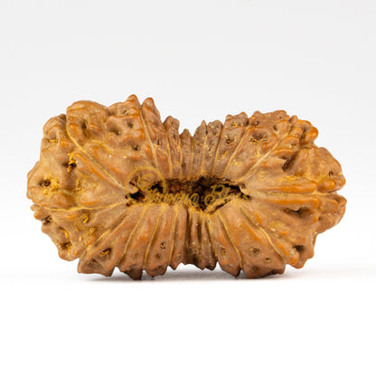 Back view of a grand ASEAN 19 mukhi Rudraksha bead, displayed against a white background