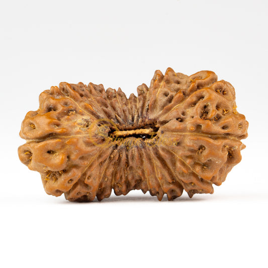 Front view of a grand ASEAN 19 mukhi Rudraksha bead, displayed against a white background