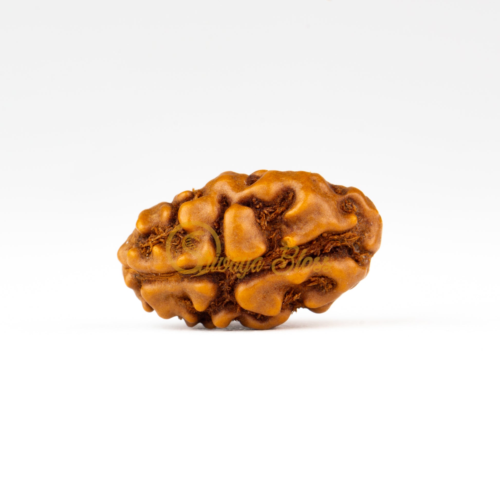 Front view of a grand ASEAN 1 mukhi Rudraksha bead, displayed against a white background