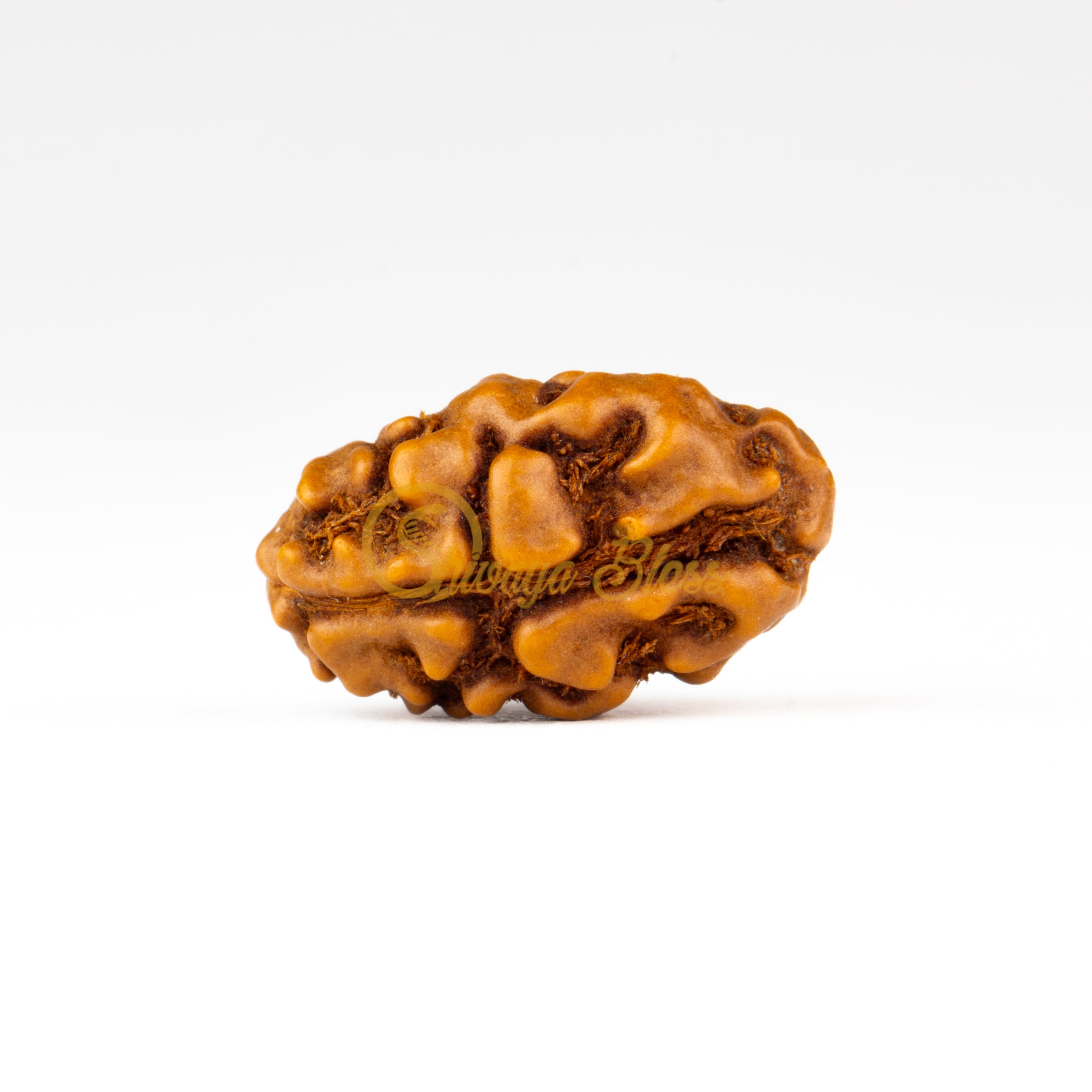 Front view of a grand ASEAN 1 mukhi Rudraksha bead, displayed against a white background
