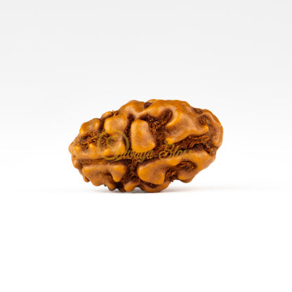 Front view of a grand ASEAN 1 mukhi Rudraksha bead, displayed against a white background