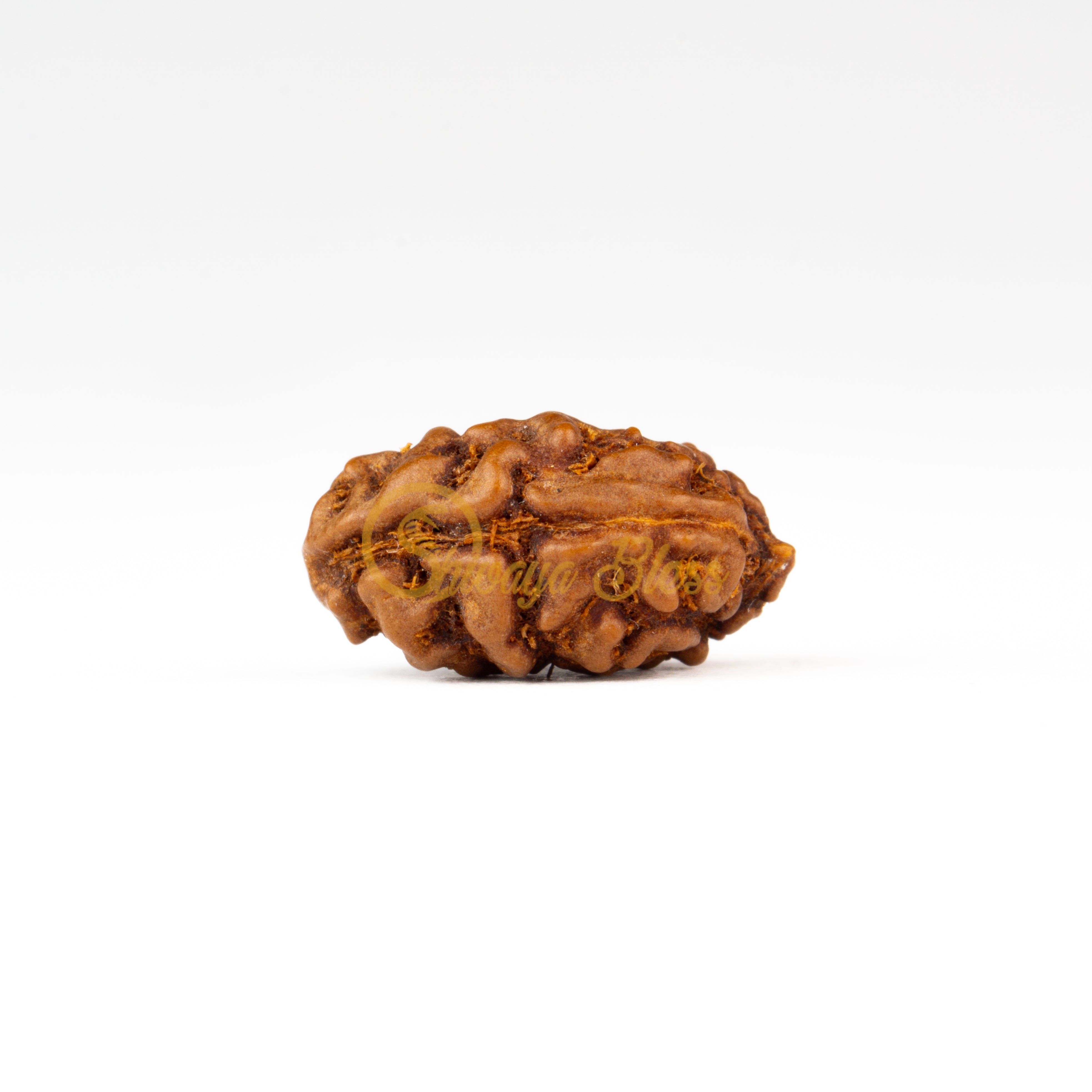 Front view of a large ASEAN 1 mukhi Rudraksha bead, displayed against a white background