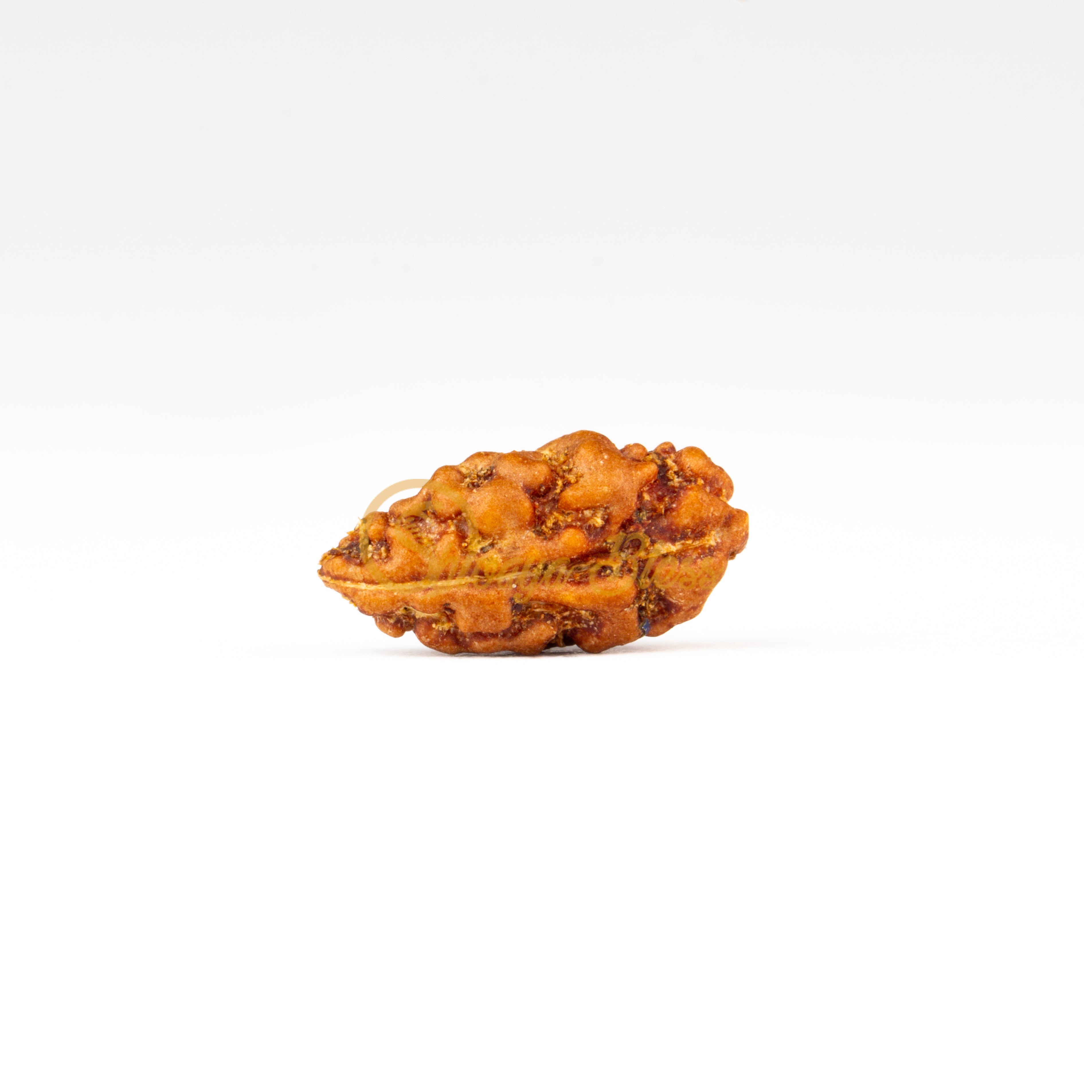 Front view of a regular ASEAN 1 mukhi Rudraksha bead, displayed against a white background