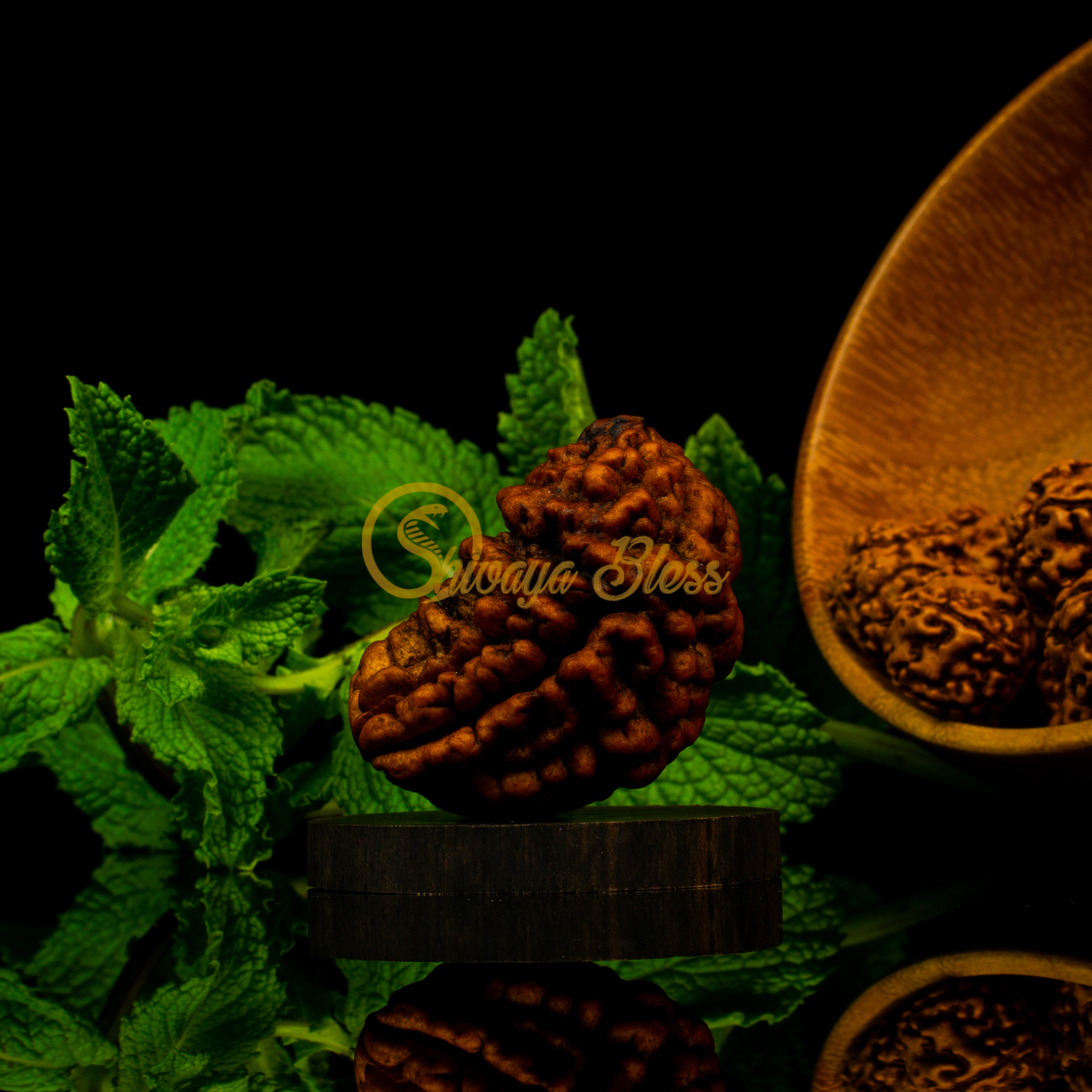 Front view of a grand India 1 mukhi Rudraksha bead, displayed against a black background