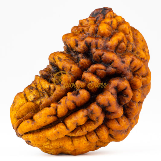 Front view of a grand India 1 mukhi Rudraksha bead, displayed against a white background