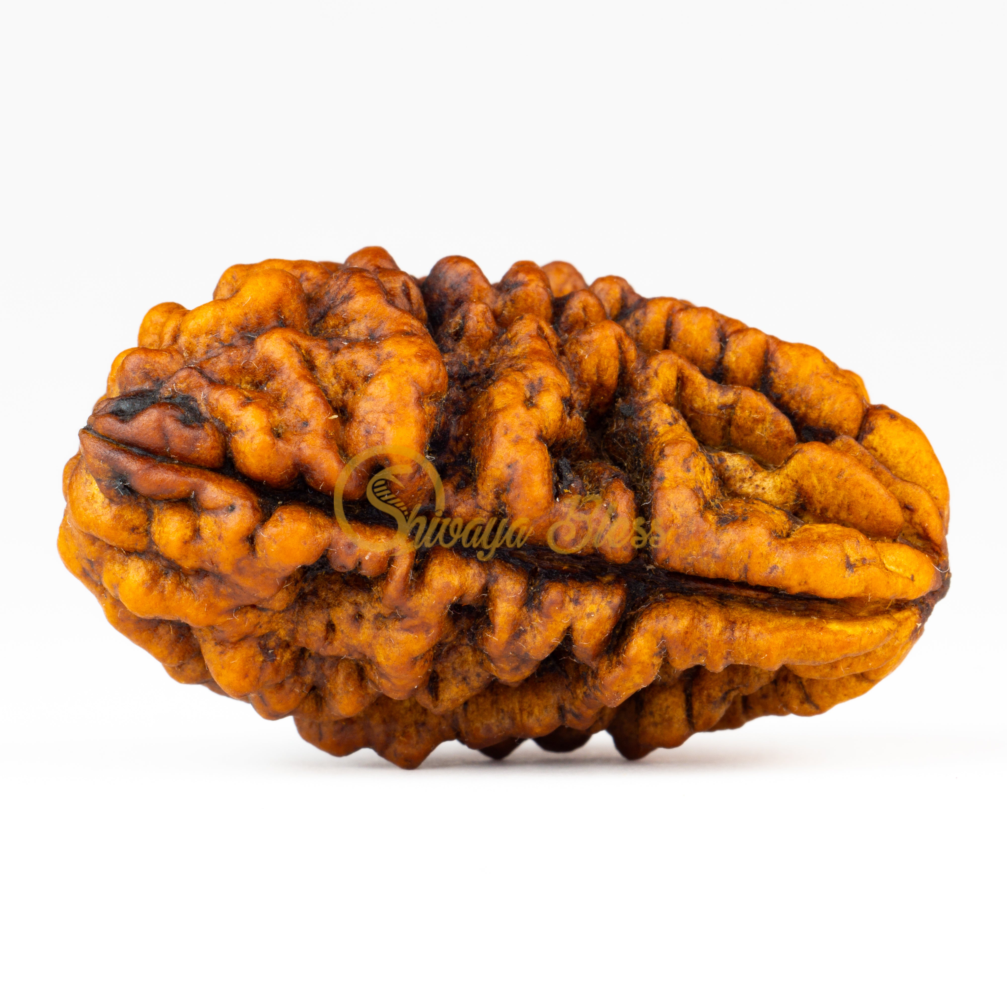 Side view of a grand India 1 mukhi Rudraksha bead, displayed against a white background