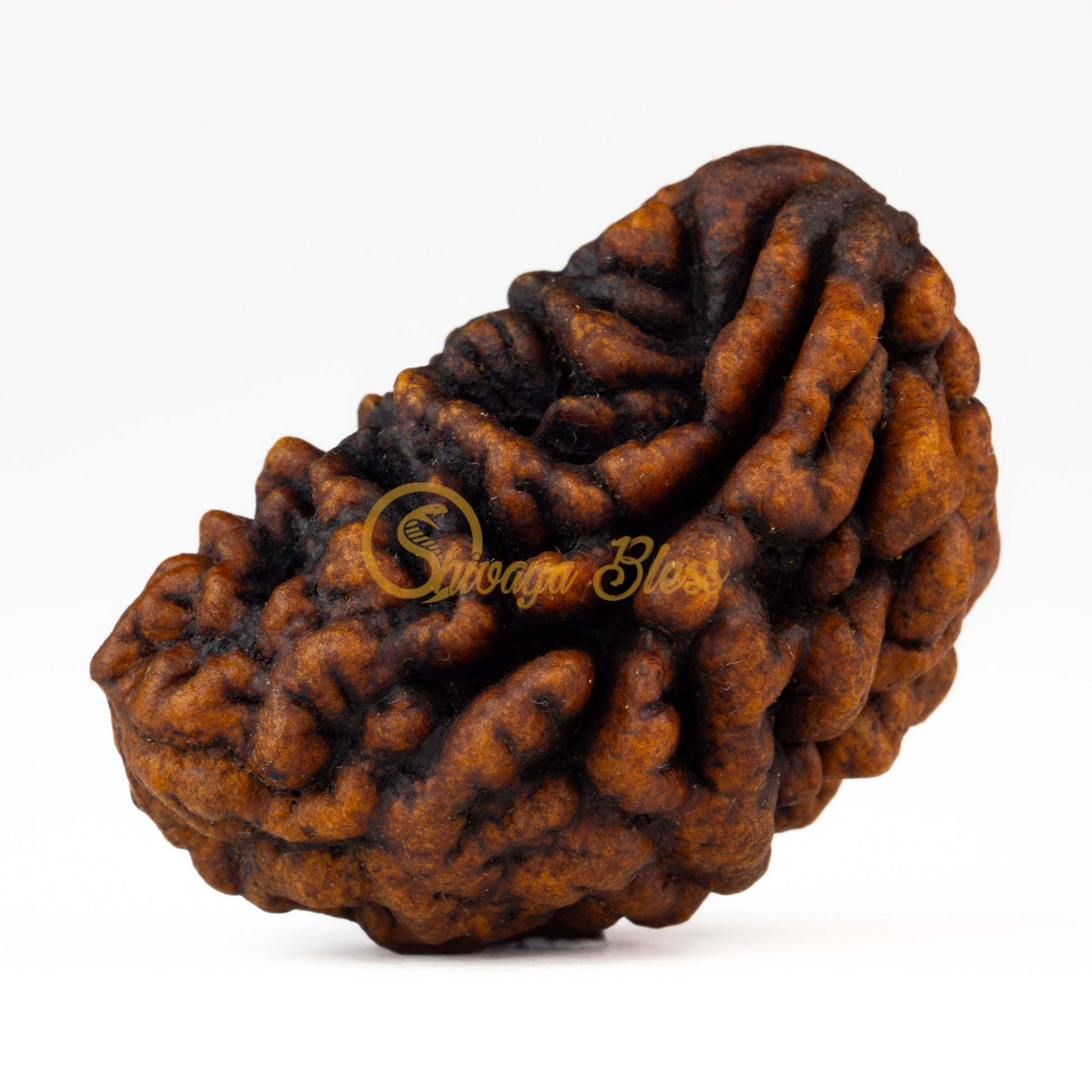 Front view of a large India 1 mukhi Rudraksha bead, displayed against a white background