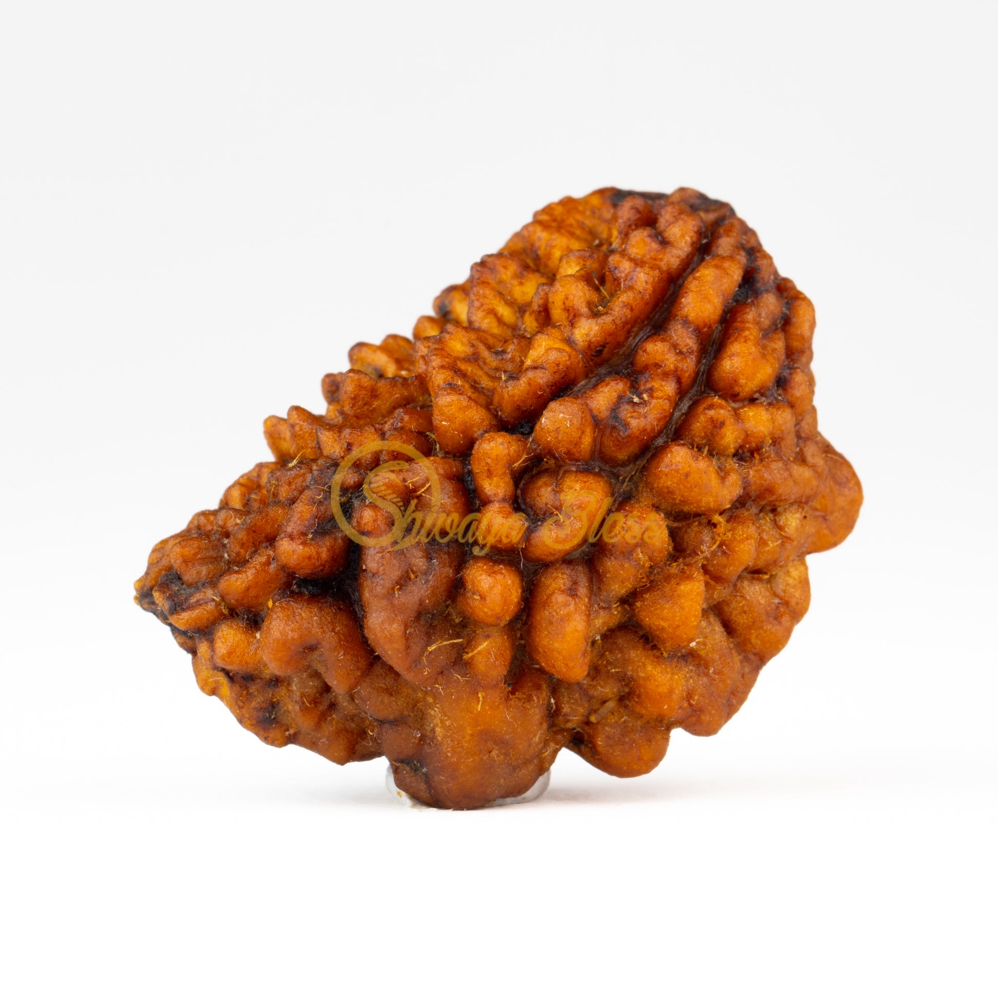 Front view of a regular India 1 mukhi Rudraksha bead, displayed against a white background