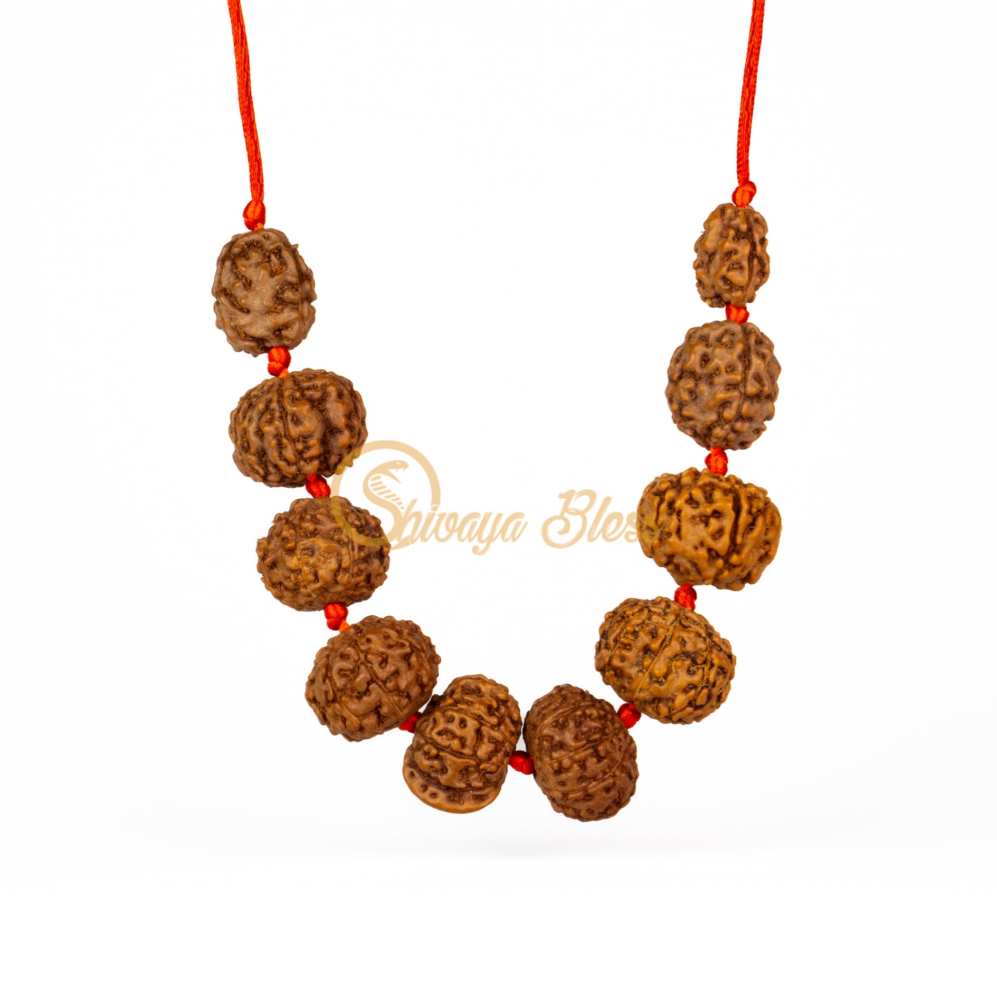 Front view of a regular ASEAN 2 to 10 mukhi + Ganesha Rudraksha combination pendant necklace, hanging against a white background