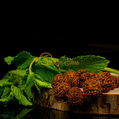 Close-up view of a regular ASEAN 2 to 10 mukhi + Ganesha Rudraksha combination pendant necklace on a wooden slice, displayed against a black background