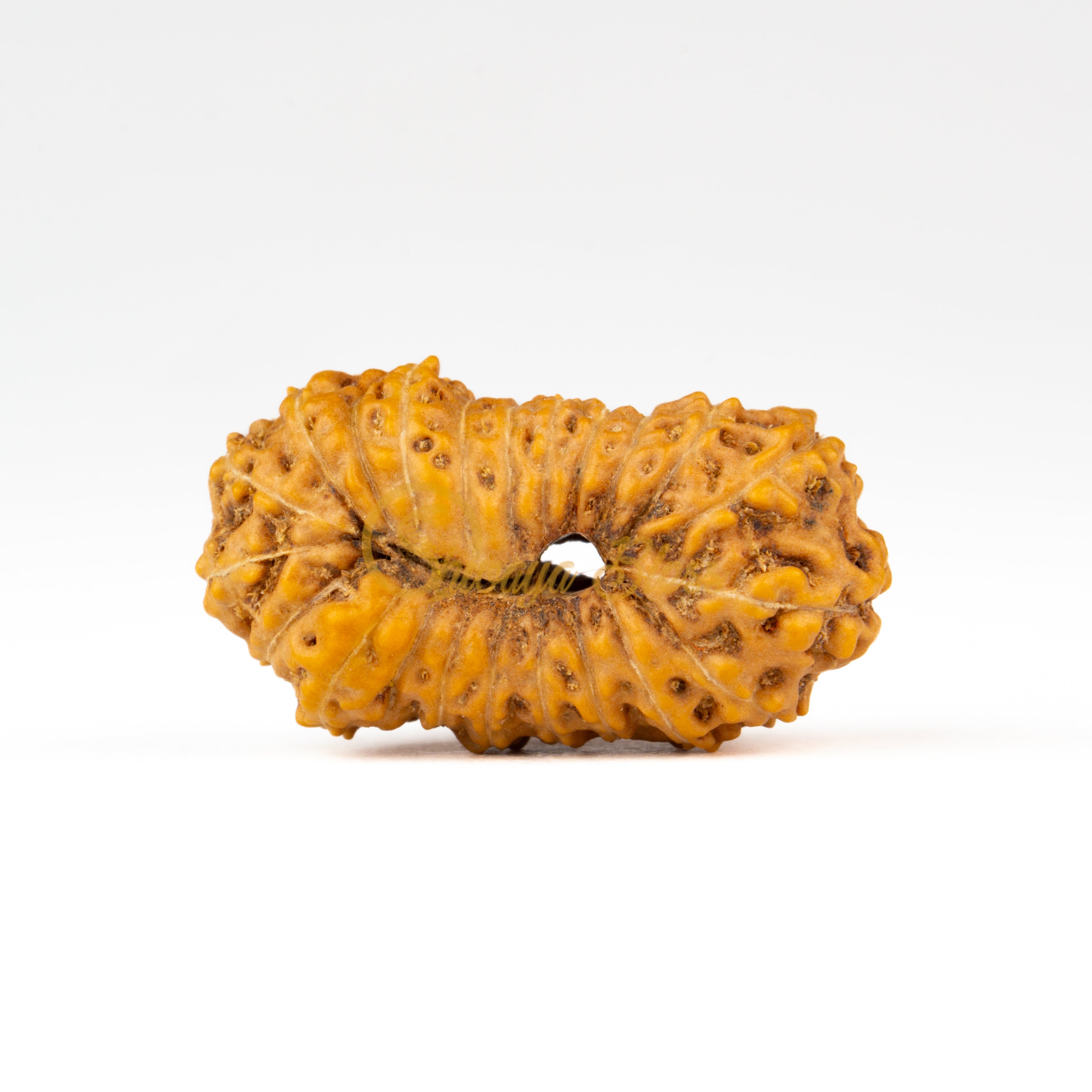 Back view of a large ASEAN 20 mukhi Rudraksha bead, displayed against a white background