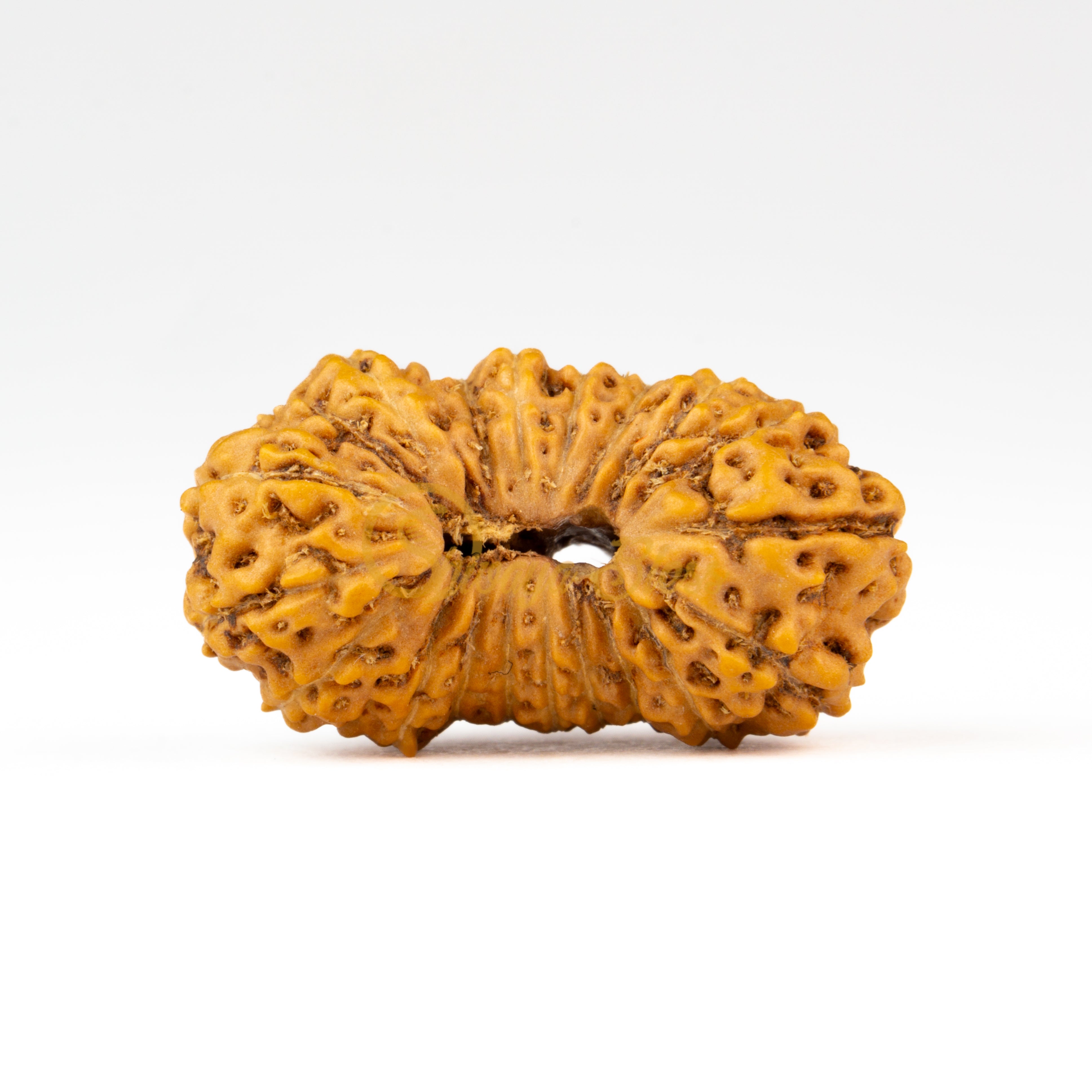 Front view of a large ASEAN 20 mukhi Rudraksha bead, displayed against a white background