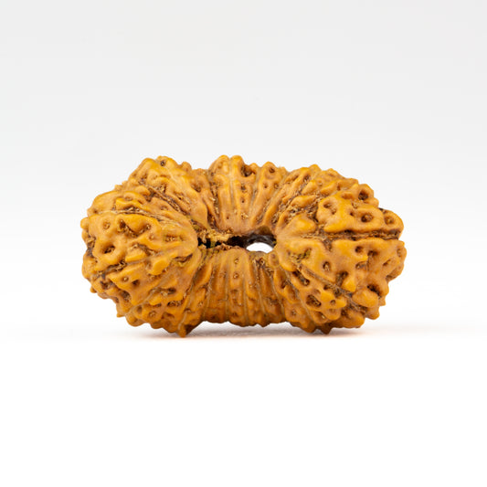 Front view of a large ASEAN 20 mukhi Rudraksha bead, displayed against a white background