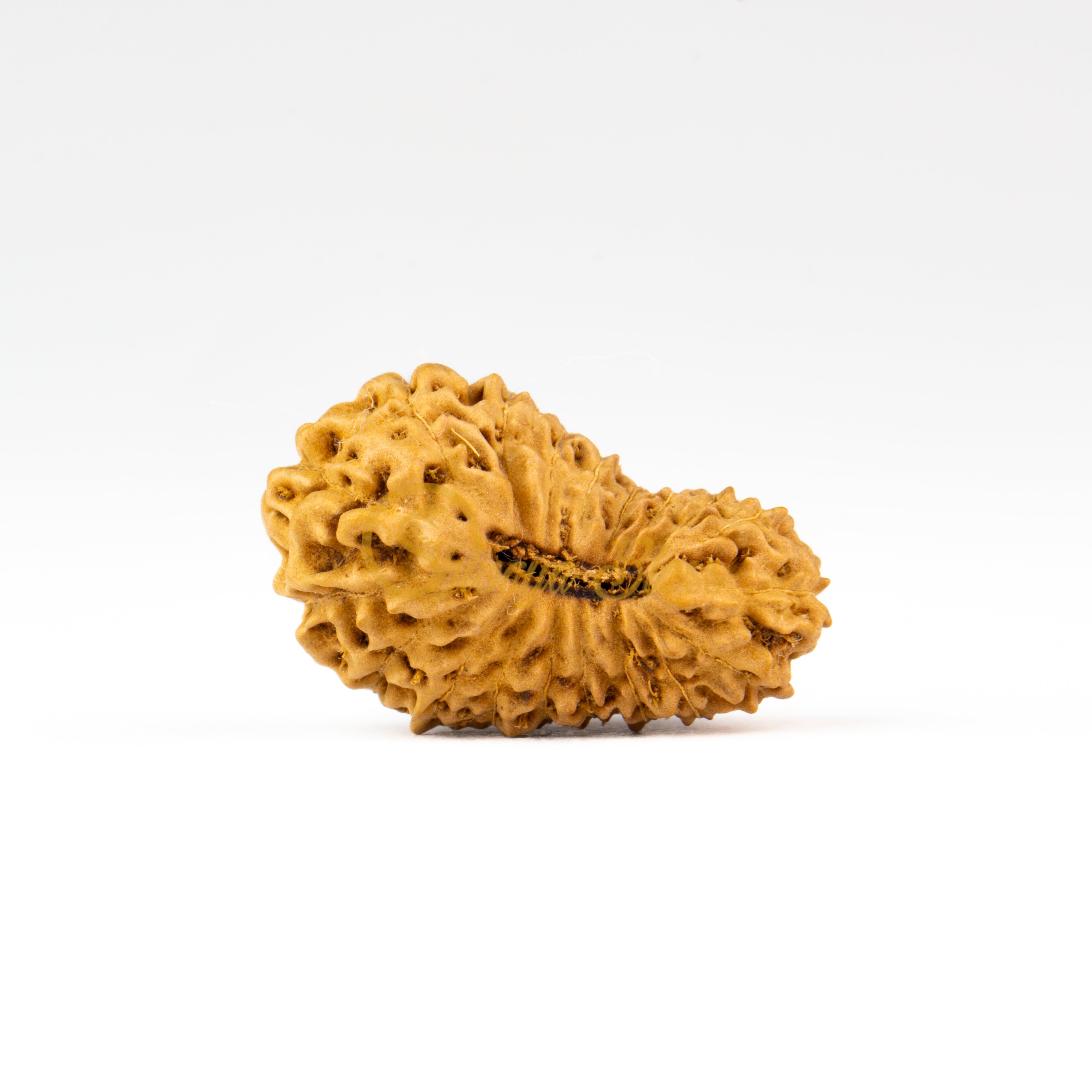 Front view of a regular ASEAN 20 mukhi Rudraksha bead, displayed against a white background