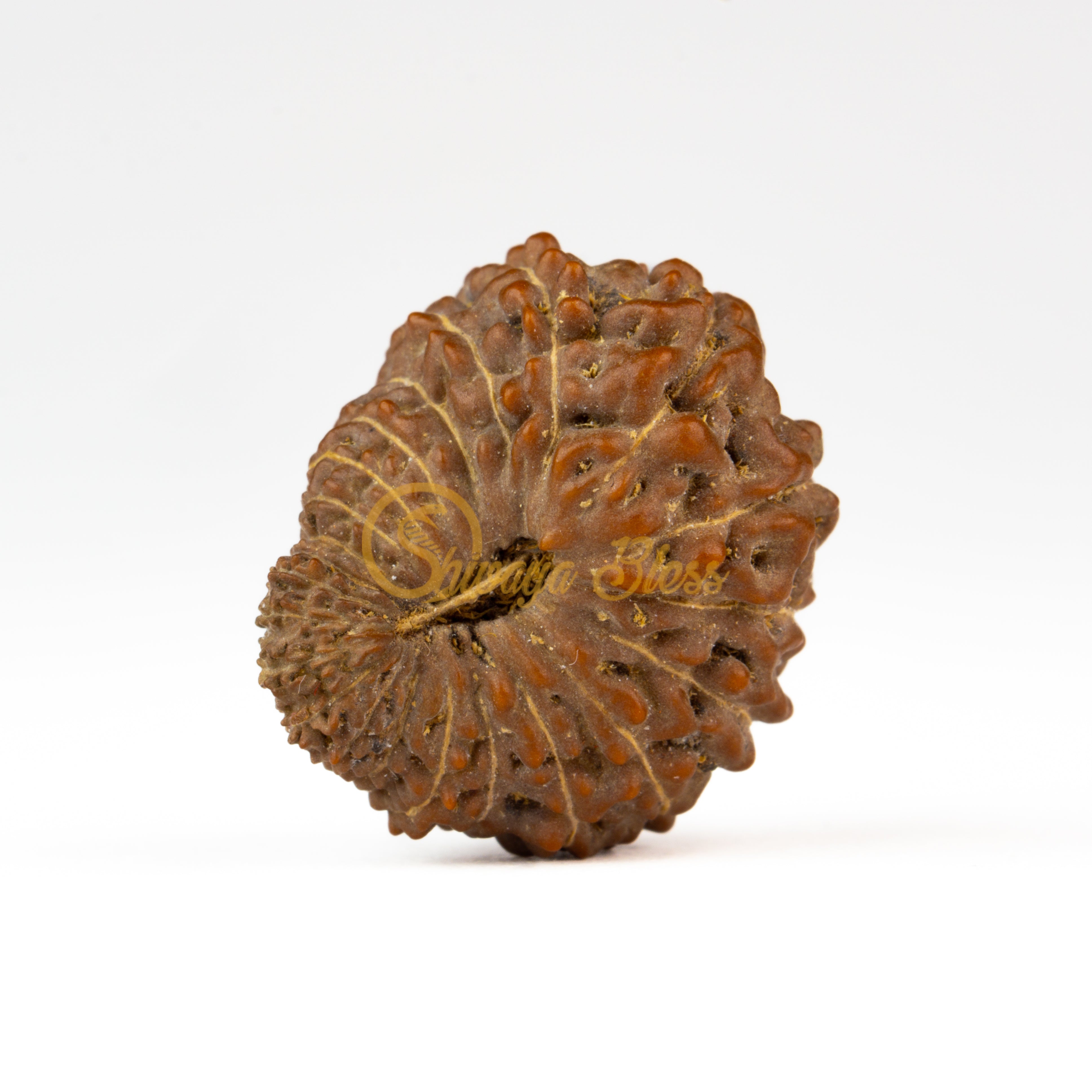 Front view of a large ASEAN 21 mukhi Rudraksha bead, displayed against a white background