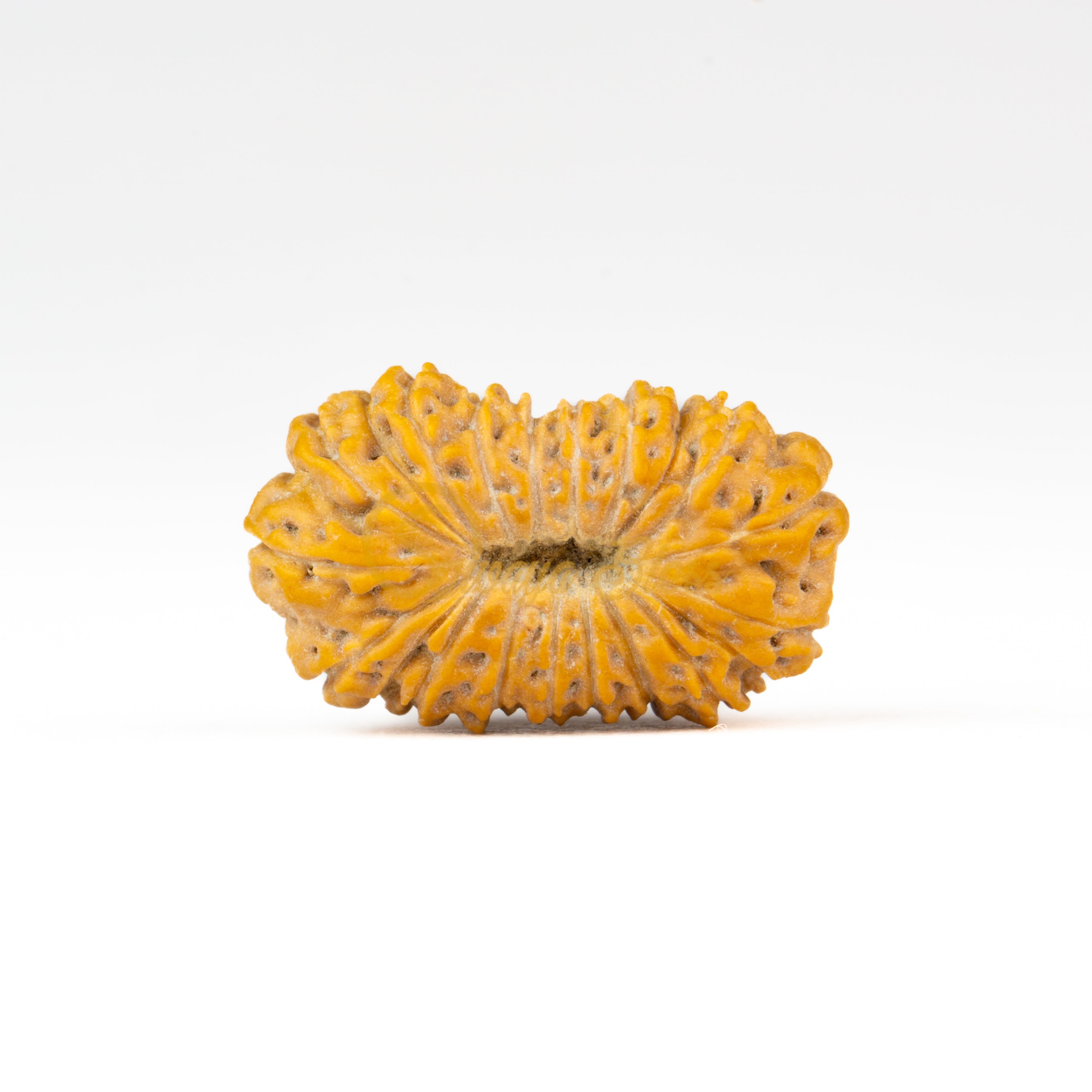 Back view of a regular ASEAN 21 mukhi Rudraksha bead, displayed against a white background