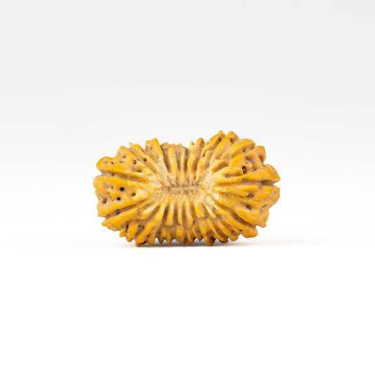 Front view of a regular ASEAN 21 mukhi Rudraksha bead, displayed against a white background