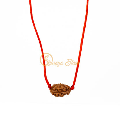 2 Mukhi Rudraksha Pendant