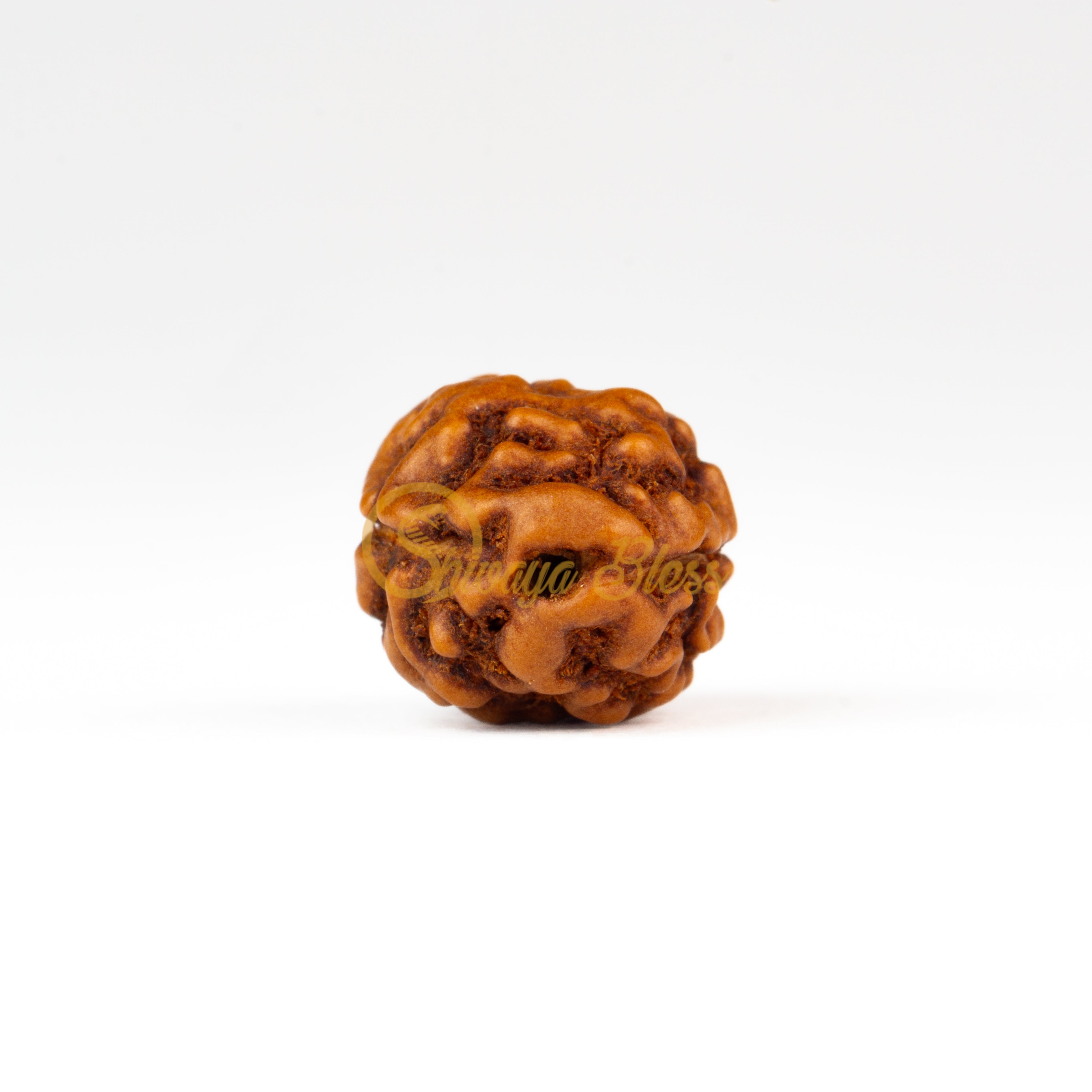 Front view of a large ASEAN 2 mukhi Rudraksha bead, displayed against a white background