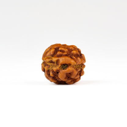 Front view of a large ASEAN 2 mukhi Rudraksha bead, displayed against a white background