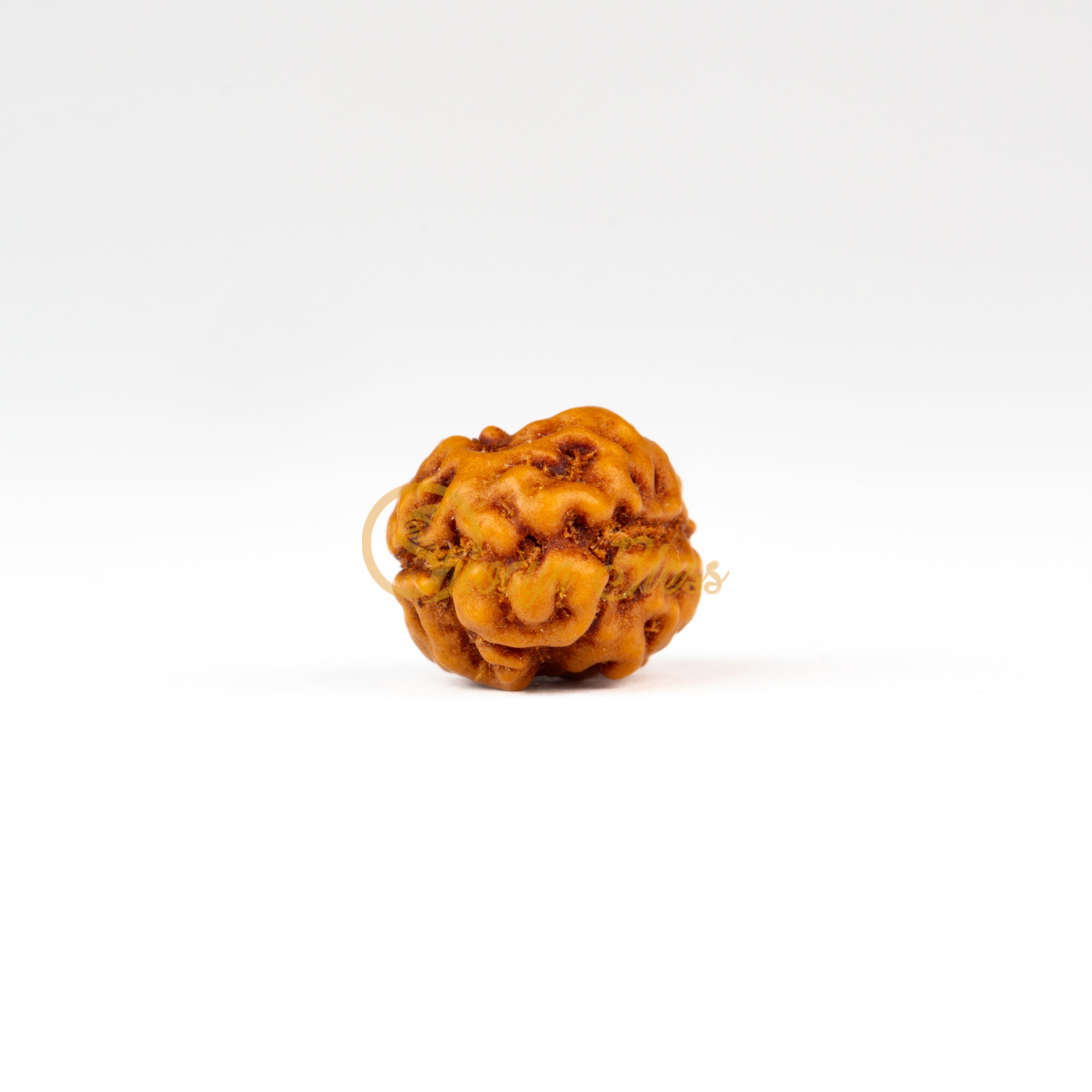 Front view of a regular ASEAN 2 mukhi Rudraksha bead, displayed against a white background