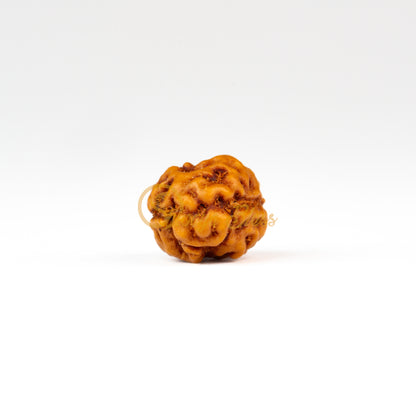 Front view of a regular ASEAN 2 mukhi Rudraksha bead, displayed against a white background