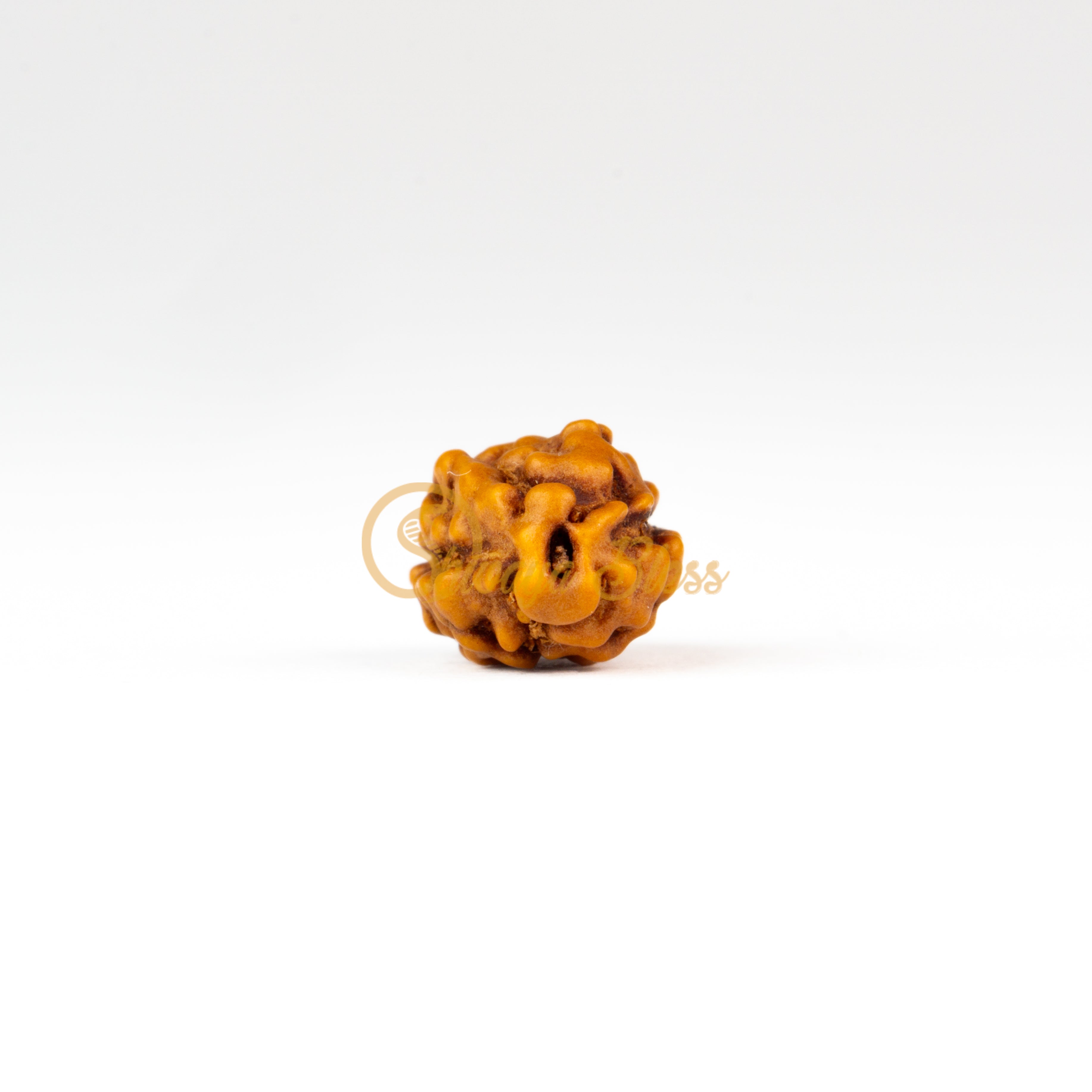 Front view of a small ASEAN 2 mukhi Rudraksha bead, displayed against a white background