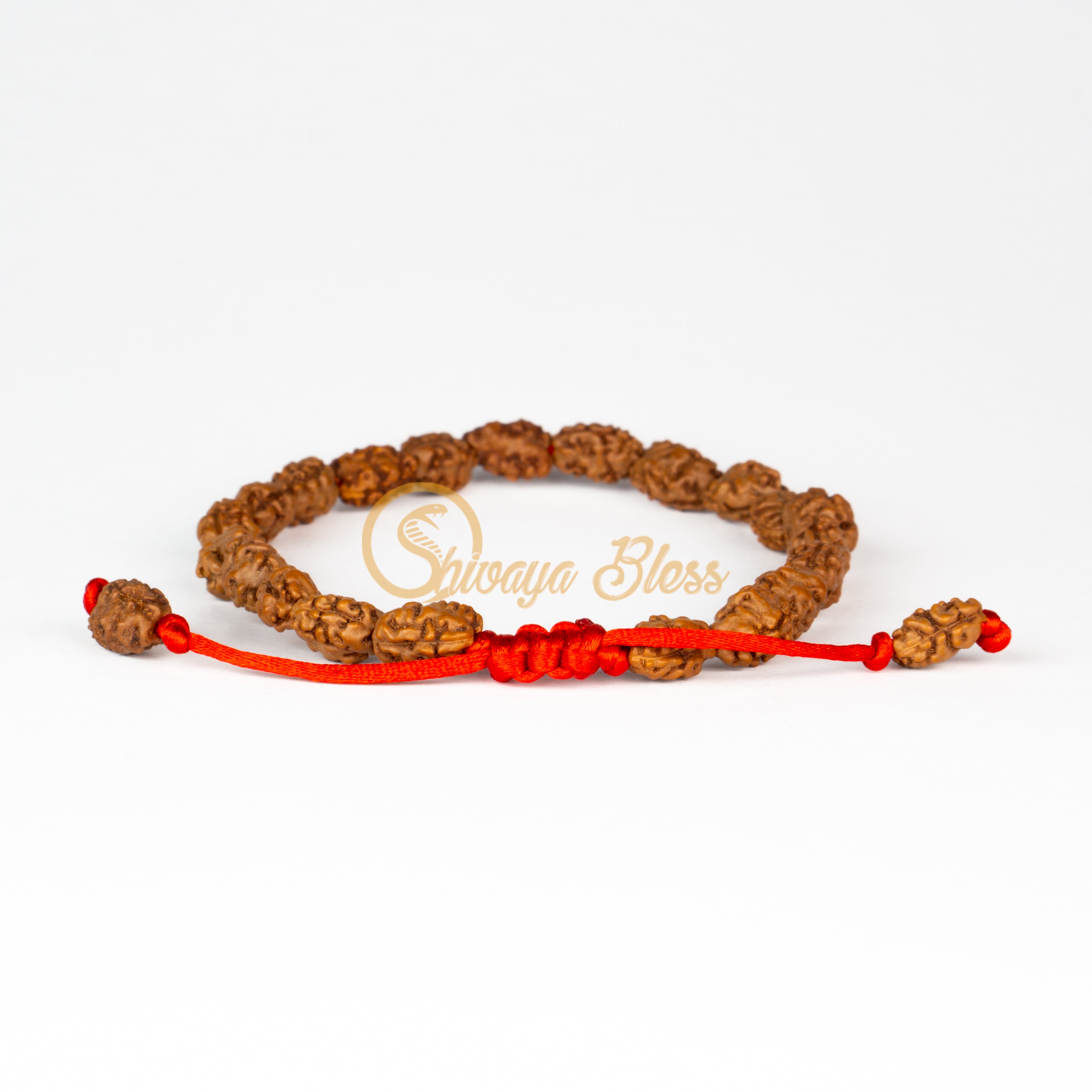 Front view of a small adjustable ASEAN 2 mukhi Rudraksha bracelet, displayed against a white background