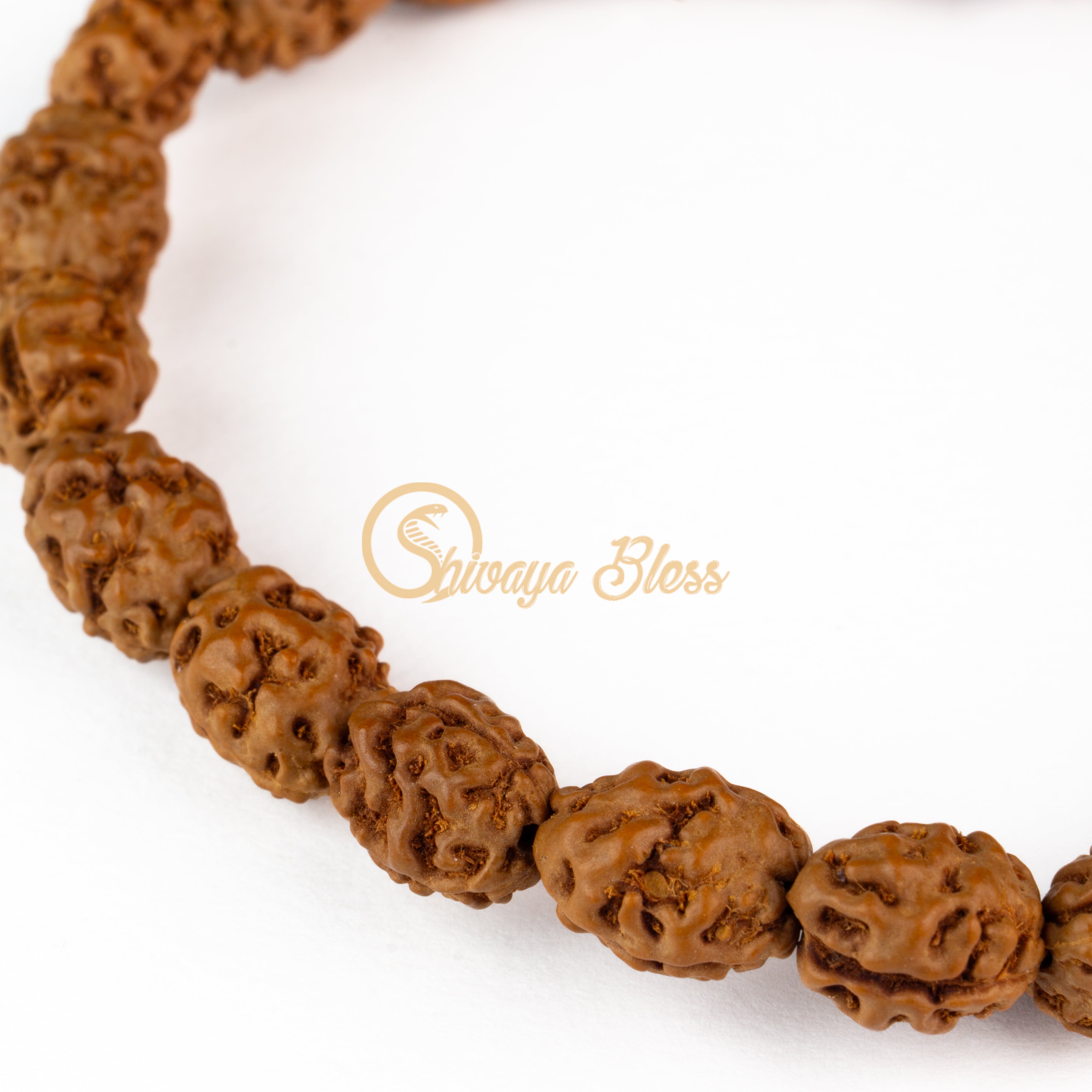 Close-up view of a small ASEAN 2 mukhi Rudraksha bracelet, displayed against a white background
