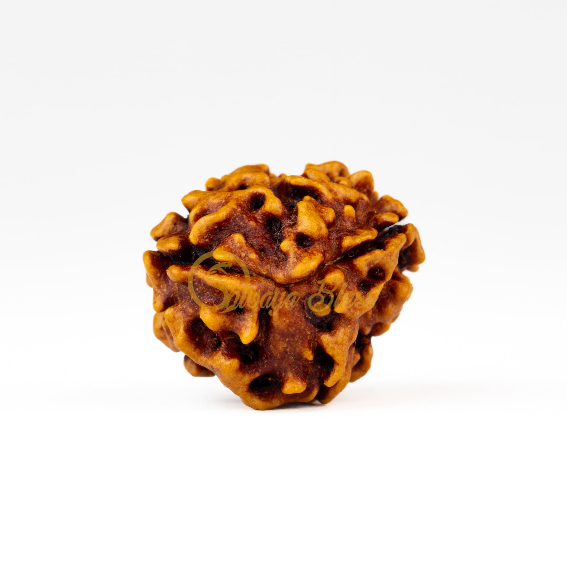 Front view of a small India 2 mukhi Rudraksha bead, displayed against a white background