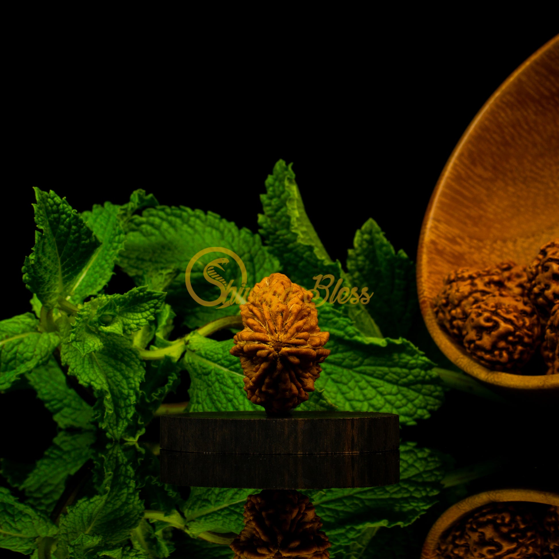 Front view of a large India 2 mukhi Rudraksha bead, displayed against a black background