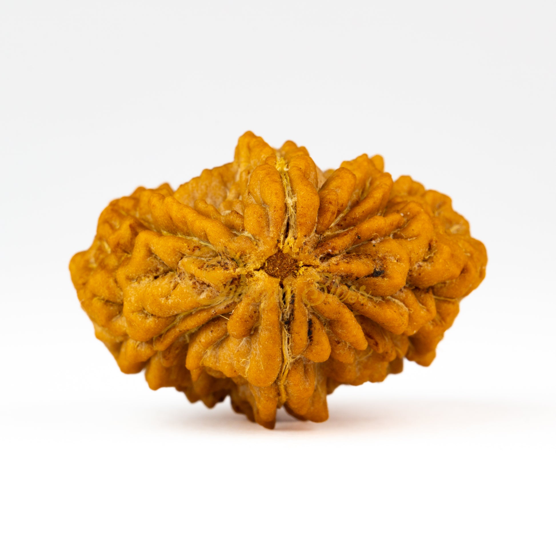 Front view of a large India 2 mukhi Rudraksha bead, displayed against a white background
