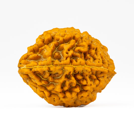 Side view of a large India 2 mukhi Rudraksha bead, displayed against a white background