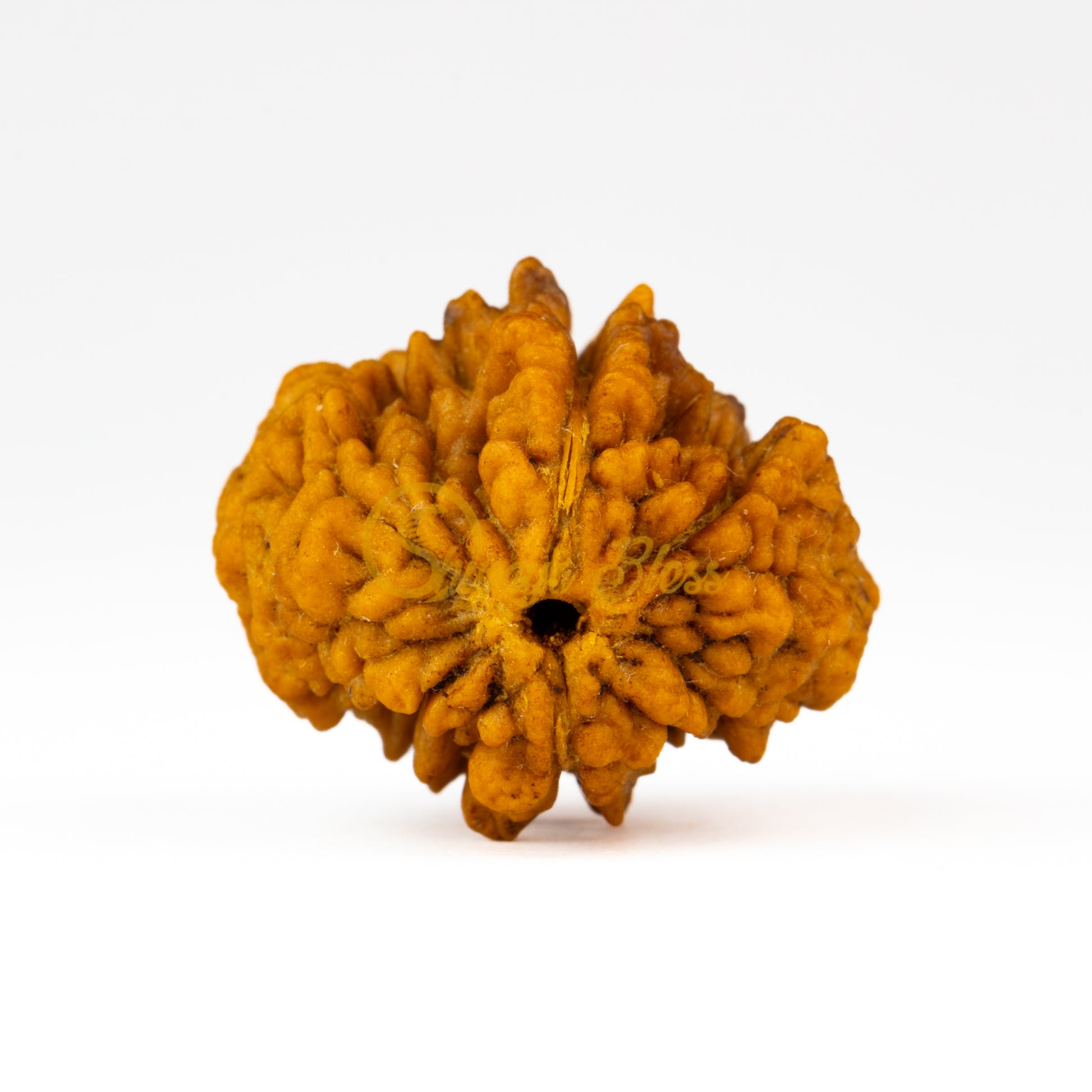 Front view of a regular India 2 mukhi Rudraksha bead, displayed against a white background
