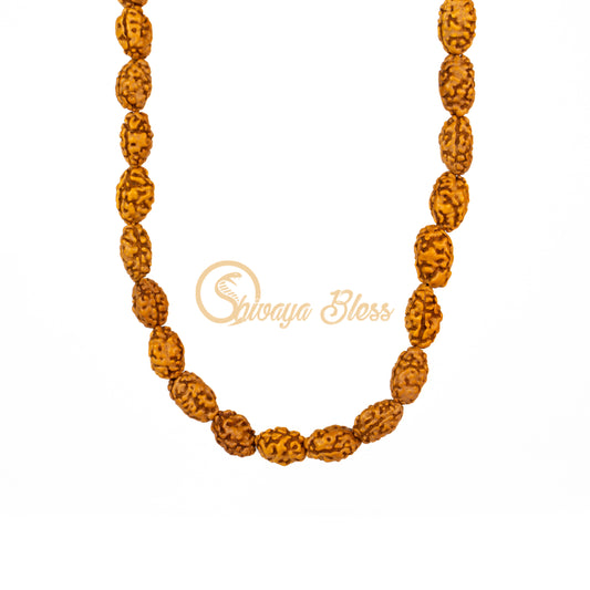 Front view of a mini ASEAN 2 mukhi Rudraksha mala necklace, hanging against a white background