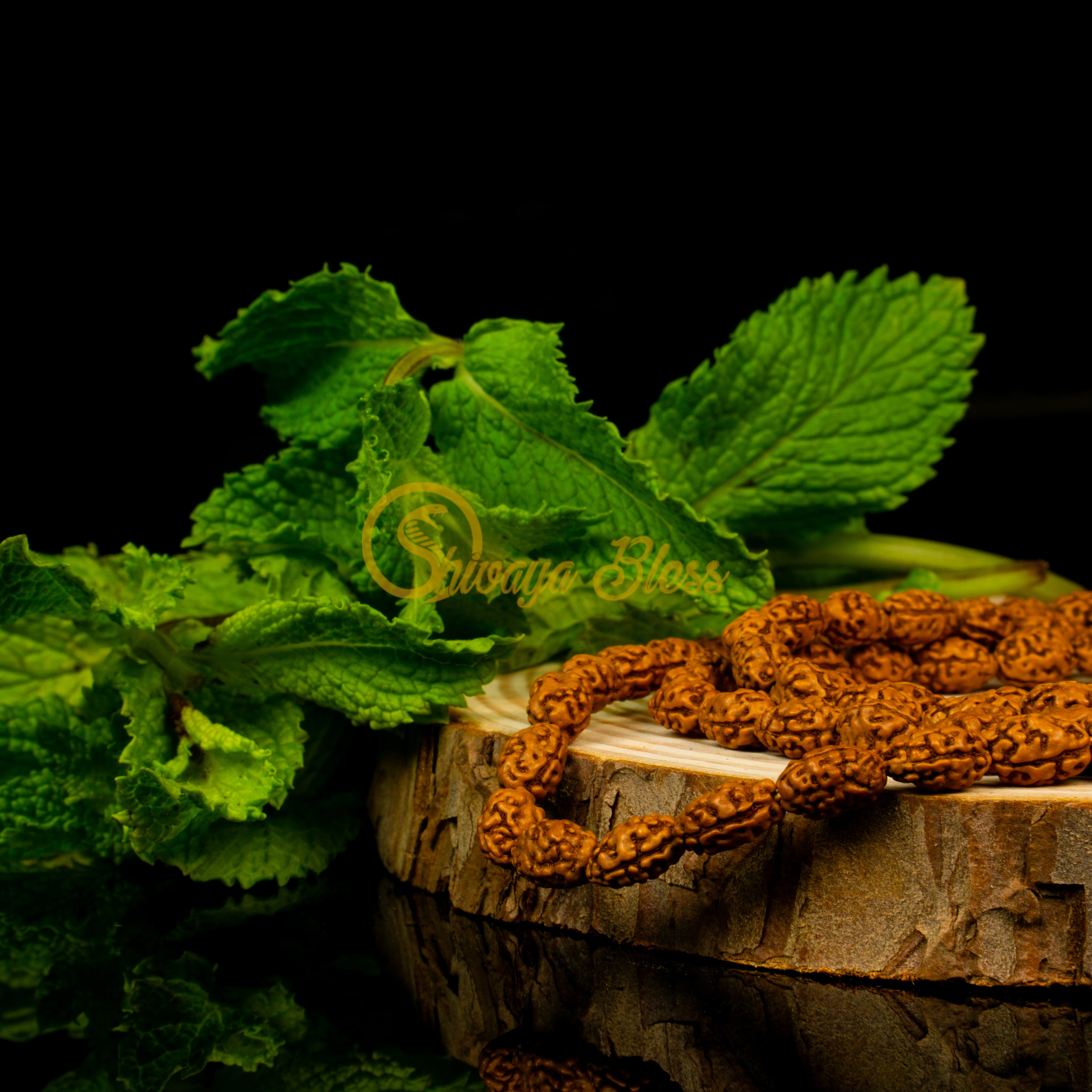 Close-up view of a mini ASEAN 2 mukhi Rudraksha mala necklace on a wooden slice, displayed against a black background