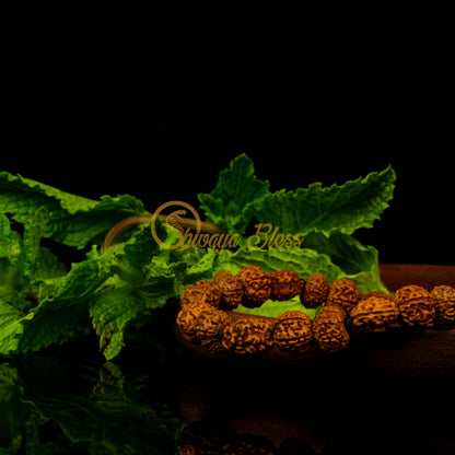 Close-up view of a small ASEAN 3-6-9 mukhi Rudraksha combination bracelet for good health on a wooden plate, displayed against a black background