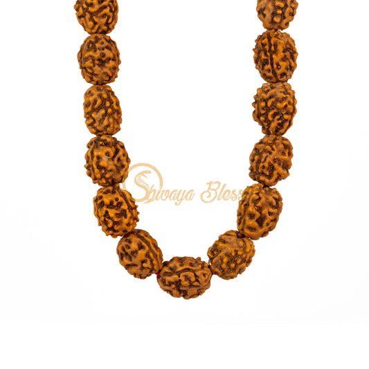 Front view of a small ASEAN 3 mukhi Rudraksha mala necklace, hanging against a white background