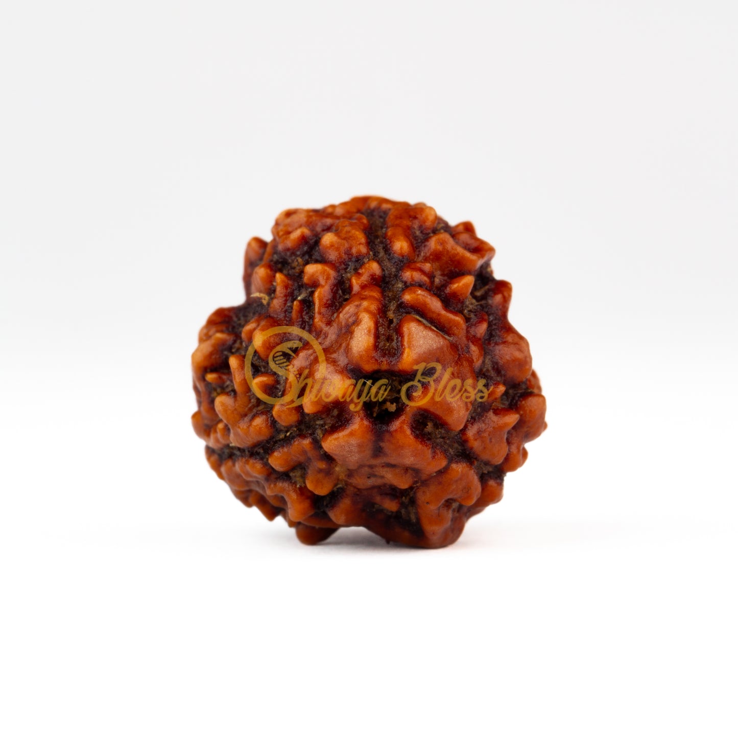 Front view of a large Nepal 3 mukhi Rudraksha bead, displayed against a white background