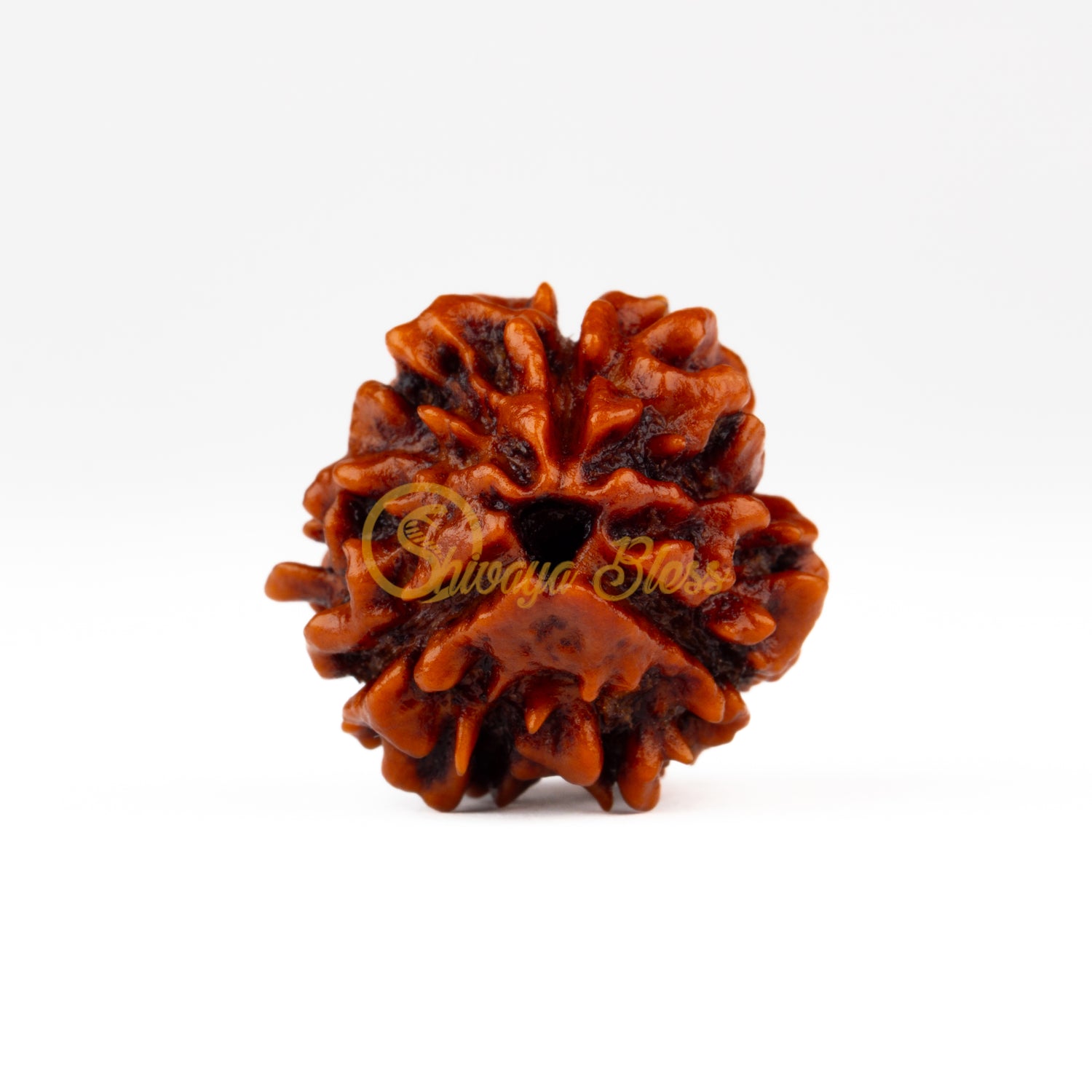 Front view of a regular Nepal 3 mukhi Rudraksha bead, displayed against a white background