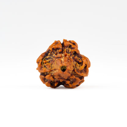 Front view of a small Nepal 3 mukhi Rudraksha bead, displayed against a white background
