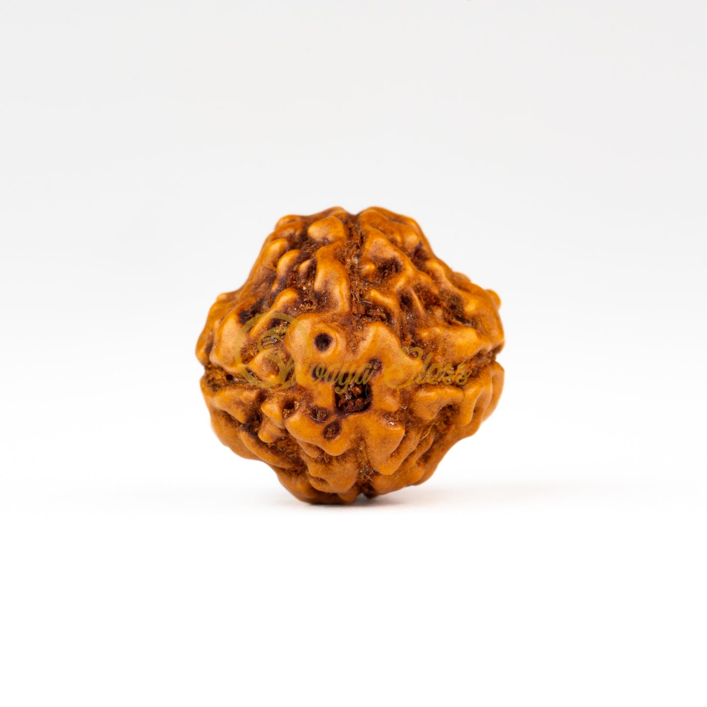 Front view of a large ASEAN 4 mukhi Rudraksha bead, displayed against a white background