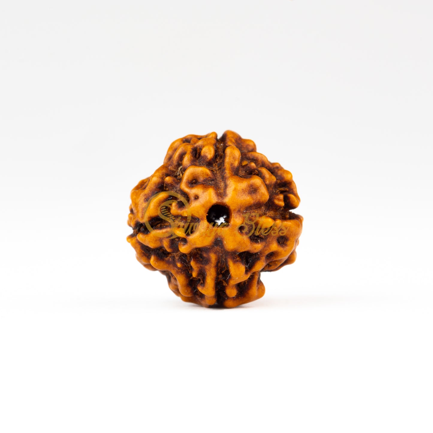 Front view of a regular ASEAN 4 mukhi Rudraksha bead, displayed against a white background