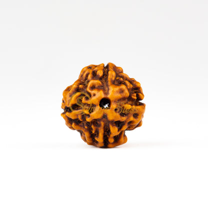Front view of a regular ASEAN 4 mukhi Rudraksha bead, displayed against a white background