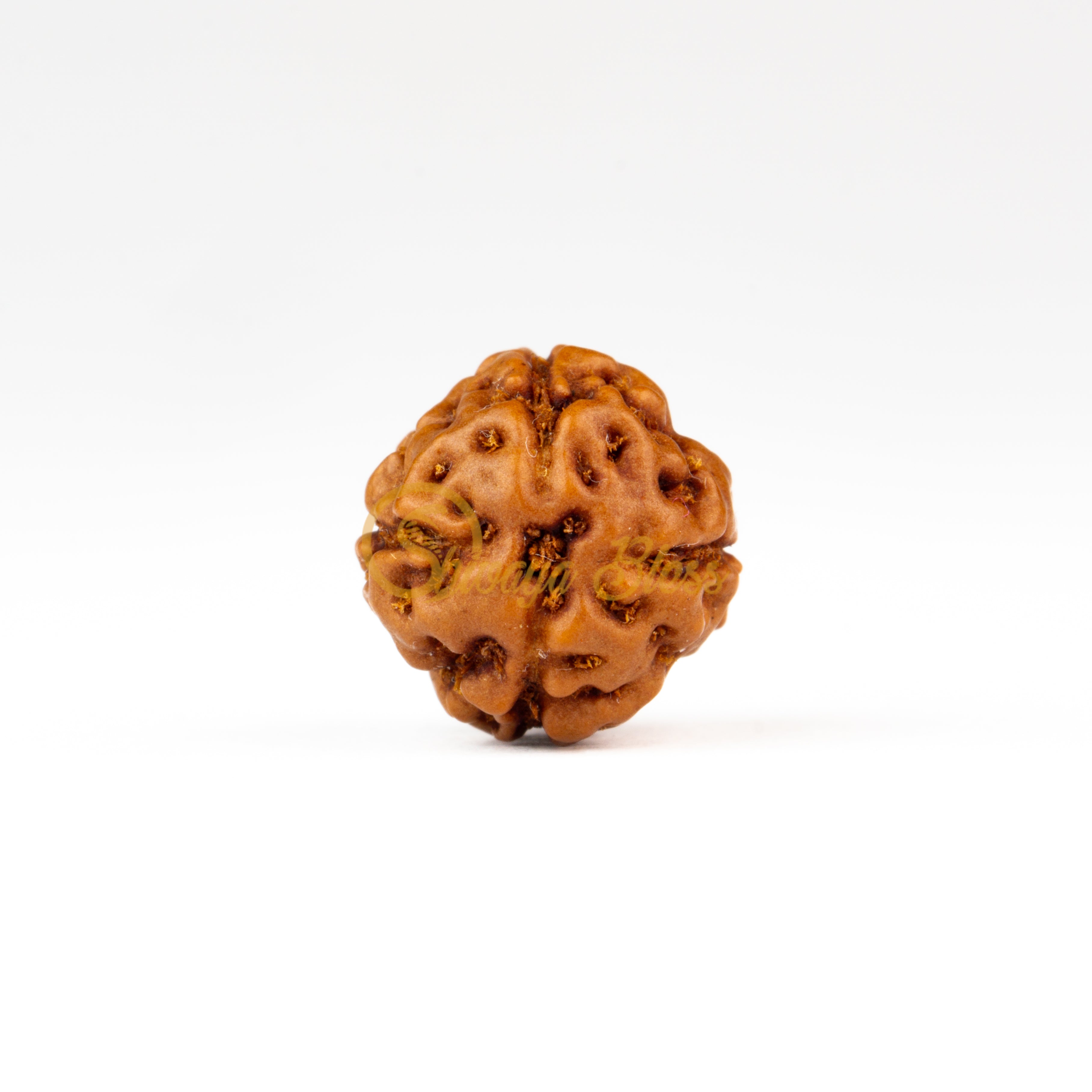 Front view of a small ASEAN 4 mukhi Rudraksha bead, displayed against a white background