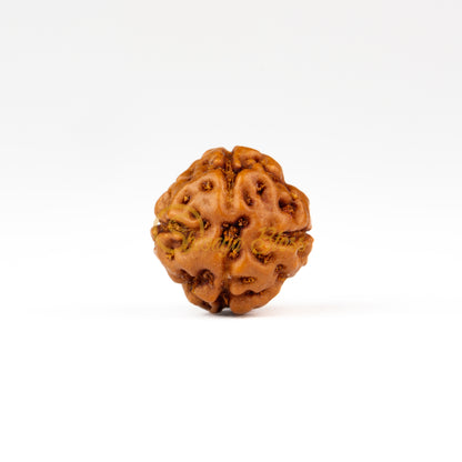 Front view of a small ASEAN 4 mukhi Rudraksha bead, displayed against a white background