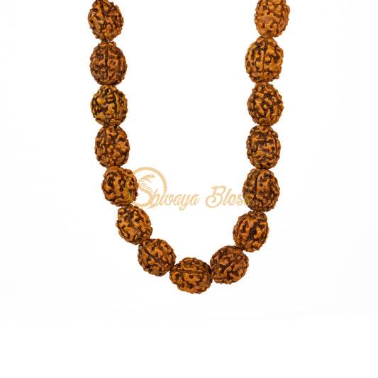 Front view of a small ASEAN 4 mukhi Rudraksha mala necklace, hanging against a white background